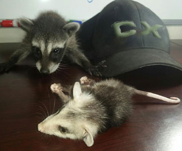 baby raccoon and baby opossum